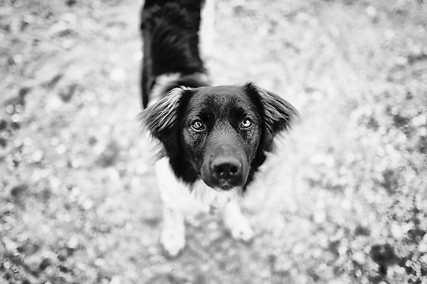 포토 JPG 해외이미지 동물 응시 시선 얼굴 포유류 흑백 사람없음 야외 반려동물 검은색 영혼 닫기 개 귀 송곳니 지원 충실 해외202004 해외포토 컬러 모션 촬영기법 신체부위 치아 파일형식 이미지허브