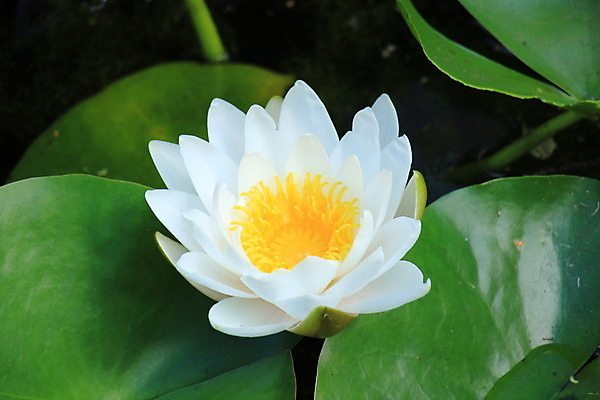 포토 JPG 해외이미지 식물 꽃 잎 자연 연꽃 사람없음 야외 초록색 물 여름 반사 정원 벚꽃 흰색 연못 백합 내추럴 해외202004 해외포토 자연요소 계절 컬러 생태계 파일형식 이미지허브