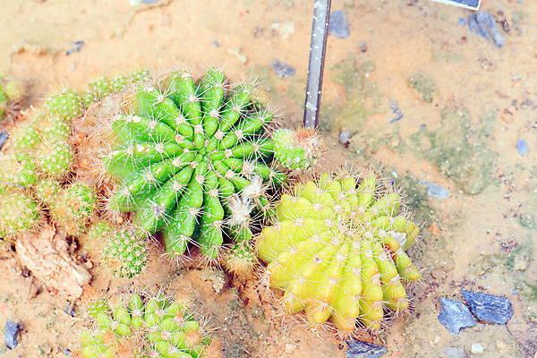 포토 JPG 해외이미지 식물 디자인 공원 꽃 줄기 백그라운드 잎 꽃무늬 패턴 밭 공 자연 벽지 추상 선인장 건조 통 풍경 사람없음 장식 초록색 물 갈색 노란색 지구본 정원 사막 성장 뜨거움 원형 가시 그룹 황금 척추 질감 날카로움 내추럴 해외202004 해외포토 자연요소 도형 공공시설 컬러 무늬 농업 뼈 생태계 파일형식 이미지허브