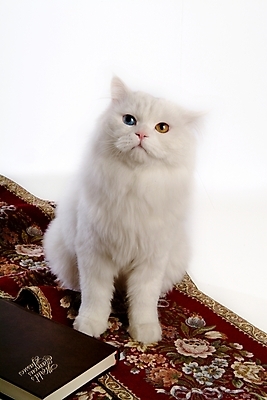 포토 JPG 스튜디오촬영 동물 척추동물 한마리 육지동물 포유류 사람없음 책 반려동물 고양이 카펫 터키시앙고라 반려 오드아이 반려묘 국내포토 1 실내 파일형식