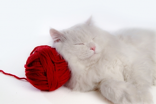 포토 JPG 스튜디오촬영 동물 척추동물 한마리 육지동물 포유류 사람없음 반려동물 고양이 털실 터키시앙고라 실뭉치 반려 오드아이 반려묘 국내포토 1 실내 실 파일형식