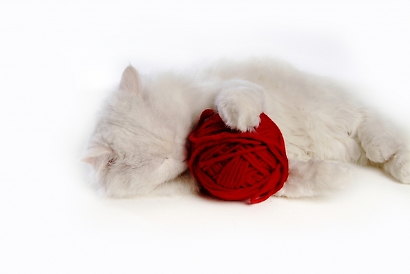 포토 JPG 스튜디오촬영 동물 척추동물 한마리 육지동물 포유류 사람없음 반려동물 고양이 털실 터키시앙고라 실뭉치 반려 오드아이 반려묘 국내포토 1 실내 실 파일형식