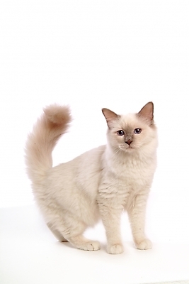 포토 JPG 스튜디오촬영 동물 척추동물 한마리 육지동물 포유류 사람없음 반려동물 고양이 반려 버만 반려묘 국내포토 1 실내 파일형식