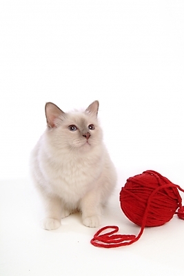 포토 JPG 스튜디오촬영 동물 척추동물 한마리 육지동물 포유류 사람없음 반려동물 고양이 털실 실타래 실뭉치 반려 버만 반려묘 국내포토 1 실내 실 파일형식