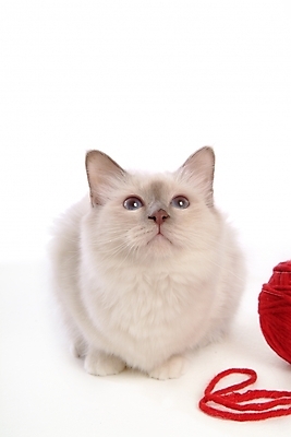 포토 JPG 스튜디오촬영 동물 척추동물 한마리 육지동물 포유류 사람없음 반려동물 고양이 털실 실타래 실뭉치 반려 버만 반려묘 국내포토 1 실내 실 파일형식