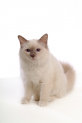 포토 JPG 스튜디오촬영 동물 척추동물 한마리 육지동물 포유류 사람없음 반려동물 고양이 반려 버만 반려묘 국내포토 1 실내 파일형식