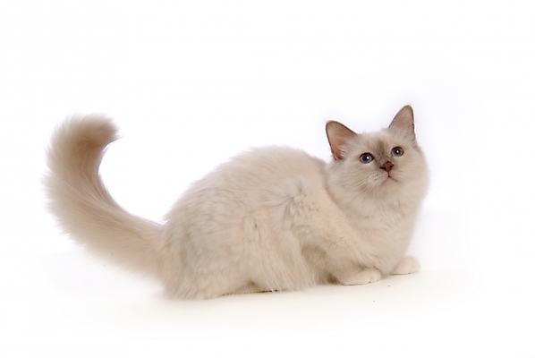 포토 JPG 스튜디오촬영 동물 척추동물 한마리 육지동물 포유류 사람없음 반려동물 고양이 반려 버만 반려묘 국내포토 1 실내 파일형식