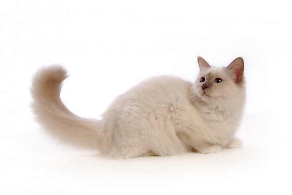 포토 JPG 스튜디오촬영 동물 척추동물 한마리 육지동물 포유류 사람없음 반려동물 고양이 반려 버만 반려묘 국내포토 1 실내 파일형식