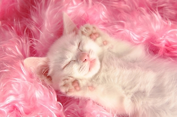 포토 JPG 동물 척추동물 한마리 육지동물 포유류 실내 사람없음 반려동물 고양이 잠 수면 터키시앙고라 동물라이프 반려 반려묘 국내포토 1 라이프스타일 내부 물 파일형식