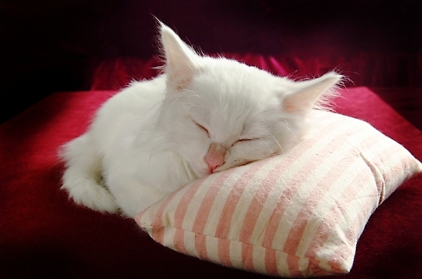 포토 JPG 동물 척추동물 한마리 육지동물 쿠션 포유류 베개 실내 방석 사람없음 반려동물 고양이 잠 수면 터키시앙고라 동물라이프 반려 반려묘 국내포토 1 라이프스타일 침구 내부 물 파일형식