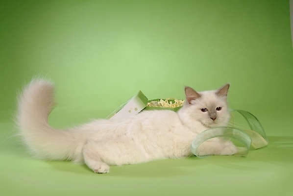 포토 JPG 스튜디오촬영 동물 척추동물 한마리 육지동물 리본 포유류 사람없음 반려동물 상자 고양이 반려 버만 반려묘 국내포토 1 실내 파일형식