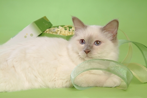 포토 JPG 스튜디오촬영 동물 척추동물 한마리 육지동물 리본 포유류 사람없음 반려동물 상자 고양이 반려 버만 반려묘 국내포토 1 실내 파일형식