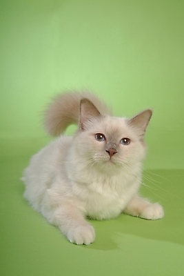 포토 JPG 스튜디오촬영 동물 척추동물 한마리 육지동물 포유류 사람없음 반려동물 고양이 반려 버만 반려묘 국내포토 1 실내 파일형식