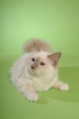 포토 JPG 스튜디오촬영 동물 척추동물 한마리 육지동물 포유류 사람없음 반려동물 고양이 반려 버만 반려묘 국내포토 1 실내 파일형식