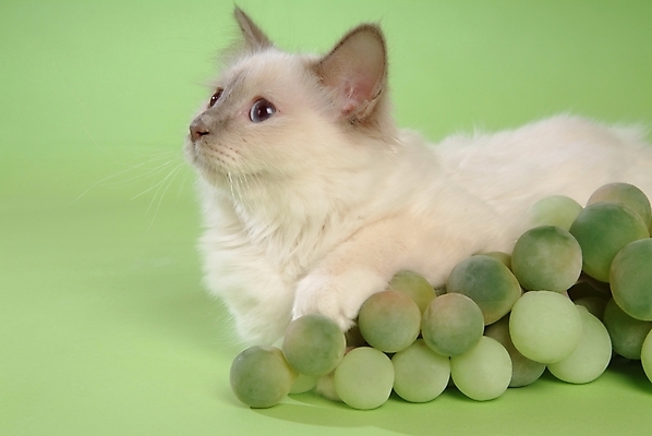 포토 JPG 스튜디오촬영 동물 척추동물 한마리 육지동물 과일 포유류 포도 사람없음 반려동물 고양이 청포도 반려 버만 반려묘 국내포토 1 실내 파일형식