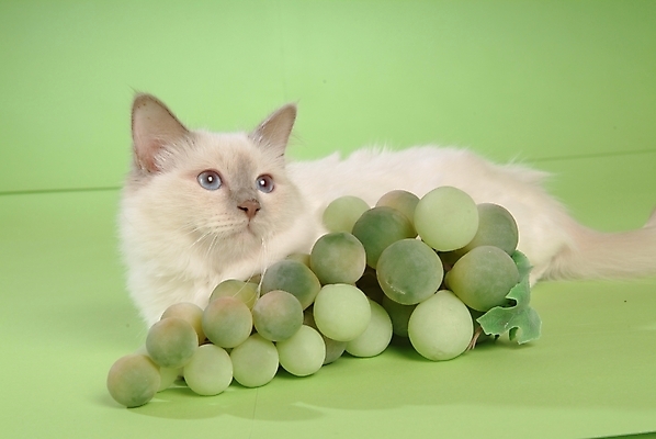 포토 JPG 스튜디오촬영 동물 척추동물 한마리 육지동물 과일 포유류 포도 사람없음 반려동물 고양이 청포도 반려 버만 반려묘 국내포토 1 실내 파일형식