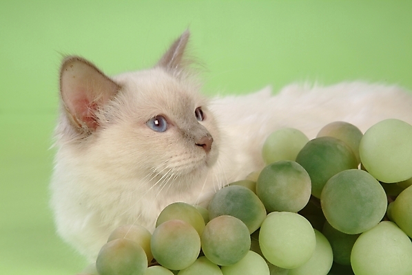 포토 JPG 스튜디오촬영 동물 척추동물 한마리 육지동물 과일 포유류 포도 사람없음 반려동물 고양이 청포도 반려 버만 반려묘 국내포토 1 실내 파일형식