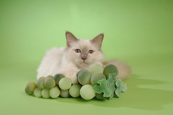 포토 JPG 스튜디오촬영 동물 척추동물 한마리 육지동물 과일 포유류 포도 사람없음 반려동물 고양이 청포도 반려 버만 반려묘 국내포토 1 실내 파일형식