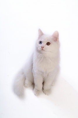 포토 JPG 스튜디오촬영 동물 척추동물 한마리 육지동물 포유류 사람없음 반려동물 고양이 터키시앙고라 반려 오드아이 반려묘 국내포토 1 실내 파일형식