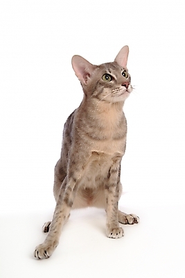 포토 JPG 스튜디오촬영 동물 척추동물 한마리 육지동물 포유류 사람없음 반려동물 고양이 반려 반려묘 아비시니안 국내포토 1 실내 파일형식