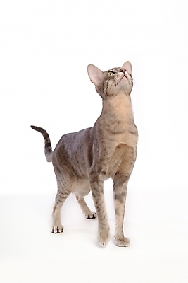 포토 JPG 스튜디오촬영 동물 척추동물 한마리 육지동물 포유류 사람없음 반려동물 고양이 반려 반려묘 아비시니안 국내포토 1 실내 파일형식