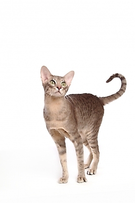 포토 JPG 스튜디오촬영 동물 척추동물 한마리 육지동물 포유류 사람없음 반려동물 고양이 반려 반려묘 아비시니안 국내포토 1 실내 파일형식