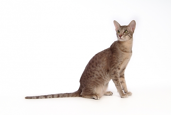 포토 JPG 스튜디오촬영 동물 척추동물 한마리 육지동물 포유류 사람없음 반려동물 고양이 반려 반려묘 아비시니안 국내포토 1 실내 파일형식