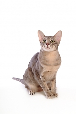 포토 JPG 스튜디오촬영 동물 척추동물 한마리 육지동물 포유류 사람없음 반려동물 고양이 반려 반려묘 아비시니안 국내포토 1 실내 파일형식