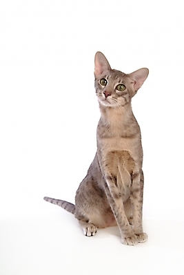 포토 JPG 스튜디오촬영 동물 척추동물 한마리 육지동물 포유류 사람없음 반려동물 고양이 반려 반려묘 아비시니안 국내포토 1 실내 파일형식