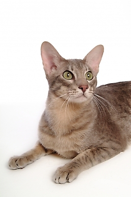 포토 JPG 스튜디오촬영 동물 척추동물 한마리 육지동물 포유류 사람없음 반려동물 고양이 반려 반려묘 아비시니안 국내포토 1 실내 파일형식