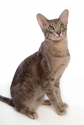 포토 JPG 스튜디오촬영 동물 척추동물 한마리 육지동물 포유류 사람없음 반려동물 고양이 반려 반려묘 아비시니안 국내포토 1 실내 파일형식