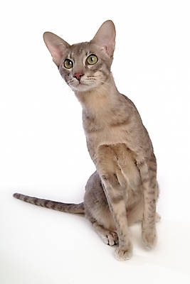 포토 JPG 스튜디오촬영 동물 척추동물 한마리 육지동물 포유류 사람없음 반려동물 고양이 반려 반려묘 아비시니안 국내포토 1 실내 파일형식