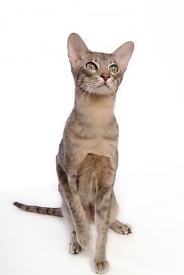 포토 JPG 스튜디오촬영 동물 척추동물 한마리 육지동물 포유류 사람없음 반려동물 고양이 반려 반려묘 아비시니안 국내포토 1 실내 파일형식