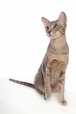 포토 JPG 스튜디오촬영 동물 척추동물 한마리 육지동물 포유류 사람없음 반려동물 고양이 반려 반려묘 아비시니안 국내포토 1 실내 파일형식