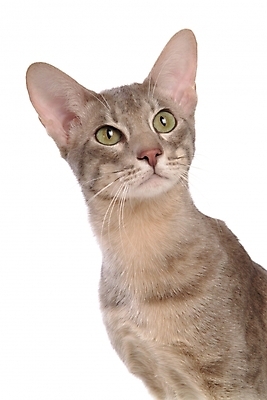 포토 JPG 스튜디오촬영 동물 척추동물 한마리 육지동물 포유류 사람없음 반려동물 고양이 반려 반려묘 아비시니안 국내포토 1 실내 파일형식