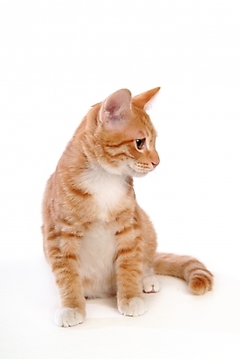 포토 JPG 스튜디오촬영 동물 척추동물 한마리 육지동물 포유류 사람없음 반려동물 고양이 반려 아메리칸숏헤어 반려묘 국내포토 1 실내 파일형식