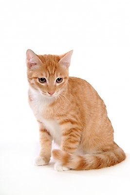 포토 JPG 스튜디오촬영 동물 척추동물 한마리 육지동물 포유류 사람없음 반려동물 고양이 반려 아메리칸숏헤어 반려묘 국내포토 1 실내 파일형식