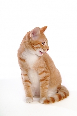 포토 JPG 스튜디오촬영 동물 척추동물 한마리 육지동물 포유류 사람없음 반려동물 고양이 반려 아메리칸숏헤어 반려묘 국내포토 1 실내 파일형식