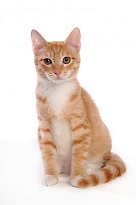 포토 JPG 스튜디오촬영 동물 척추동물 한마리 육지동물 포유류 사람없음 반려동물 고양이 반려 아메리칸숏헤어 반려묘 국내포토 1 실내 파일형식