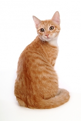 포토 JPG 스튜디오촬영 동물 척추동물 한마리 육지동물 포유류 사람없음 반려동물 고양이 반려 아메리칸숏헤어 반려묘 국내포토 1 실내 파일형식