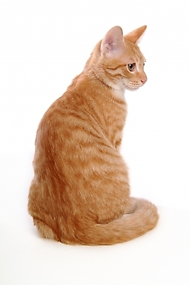 포토 JPG 스튜디오촬영 동물 척추동물 한마리 육지동물 포유류 사람없음 반려동물 고양이 반려 아메리칸숏헤어 반려묘 국내포토 1 실내 파일형식