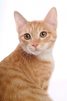 포토 JPG 스튜디오촬영 동물 척추동물 한마리 육지동물 포유류 사람없음 반려동물 고양이 반려 아메리칸숏헤어 반려묘 국내포토 1 실내 파일형식