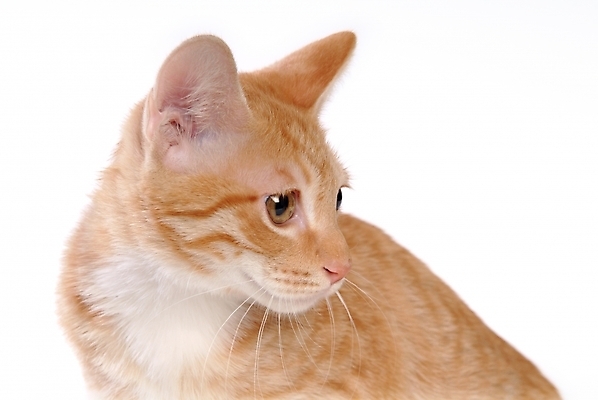 포토 JPG 스튜디오촬영 동물 척추동물 한마리 육지동물 포유류 사람없음 반려동물 고양이 반려 아메리칸숏헤어 반려묘 국내포토 1 실내 파일형식