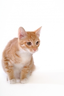 포토 JPG 스튜디오촬영 동물 척추동물 한마리 육지동물 포유류 사람없음 반려동물 고양이 반려 아메리칸숏헤어 반려묘 국내포토 1 실내 파일형식