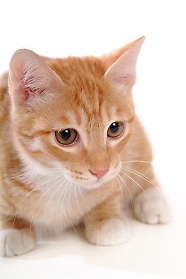 포토 JPG 스튜디오촬영 동물 척추동물 한마리 육지동물 포유류 사람없음 반려동물 고양이 반려 아메리칸숏헤어 반려묘 국내포토 1 실내 파일형식