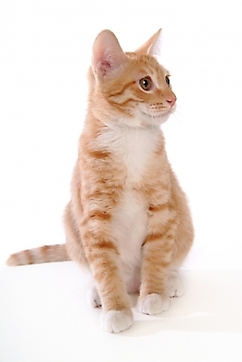 포토 JPG 스튜디오촬영 동물 척추동물 한마리 육지동물 포유류 사람없음 반려동물 고양이 반려 아메리칸숏헤어 반려묘 국내포토 1 실내 파일형식