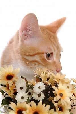 포토 JPG 스튜디오촬영 식물 동물 척추동물 한마리 육지동물 꽃 포유류 사람없음 반려동물 고양이 오브젝트 조화 반려 아메리칸숏헤어 반려묘 국내포토 1 실내 파일형식