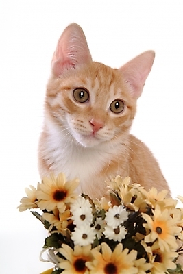 포토 JPG 스튜디오촬영 식물 동물 척추동물 한마리 육지동물 꽃 포유류 사람없음 반려동물 고양이 오브젝트 조화 반려 아메리칸숏헤어 반려묘 국내포토 1 실내 파일형식