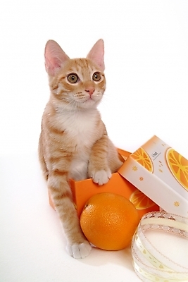 포토 JPG 스튜디오촬영 동물 척추동물 한마리 육지동물 오렌지 과일 포유류 귤 사람없음 반려동물 상자 고양이 반려 아메리칸숏헤어 반려묘 제철과일 국내포토 1 실내 제철 파일형식