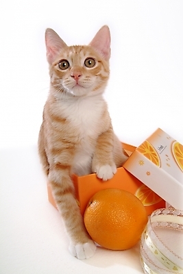 포토 JPG 스튜디오촬영 동물 척추동물 한마리 육지동물 오렌지 과일 포유류 귤 사람없음 반려동물 상자 고양이 반려 아메리칸숏헤어 반려묘 제철과일 국내포토 1 실내 제철 파일형식